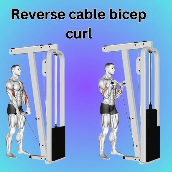 reverse cable bicep curl